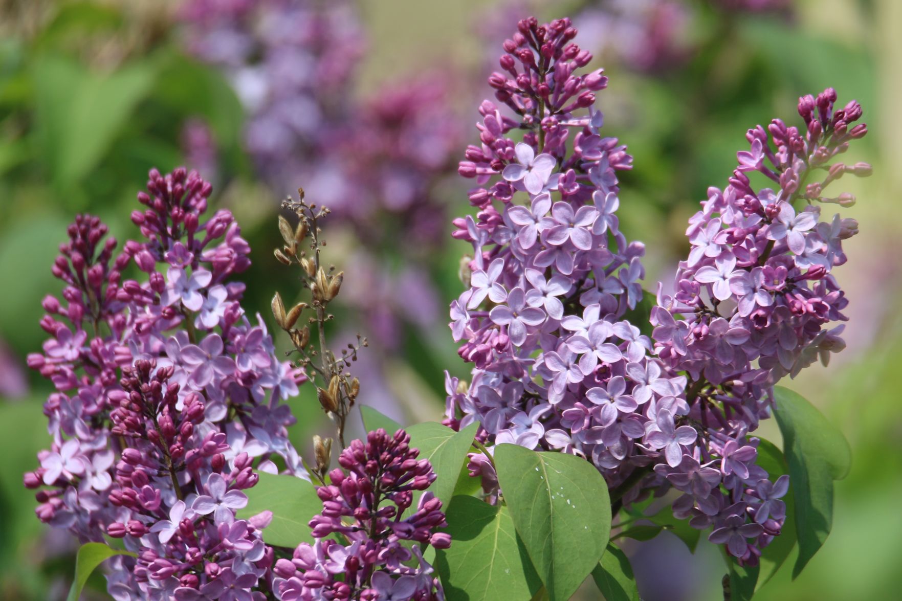 The Smell of Lilacs